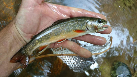 Brook Trout - A Fish of Many Names