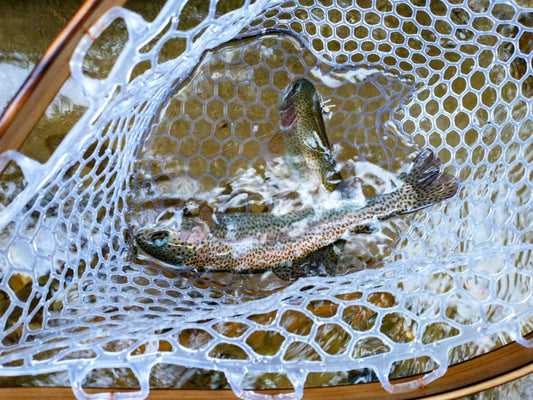 A Fly Fishing Favorite - The Rainbow Trout