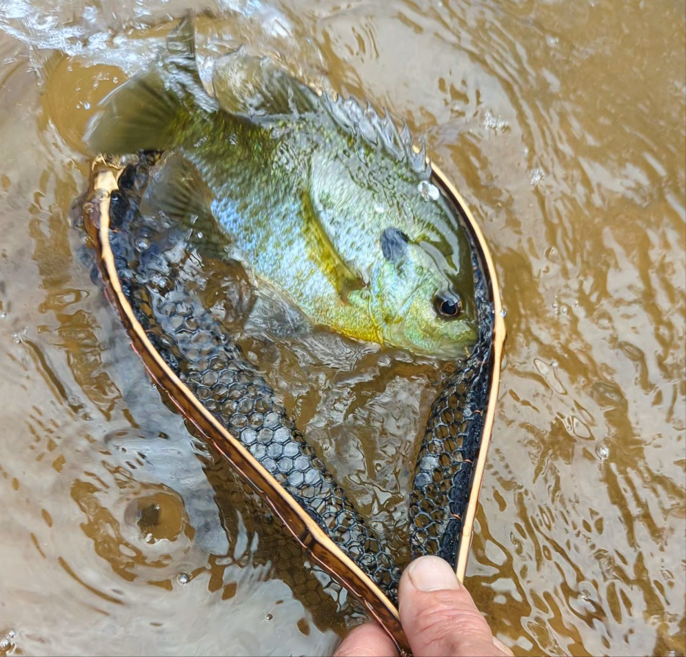 Speck w/ Tether - 6.5x10" Hoop