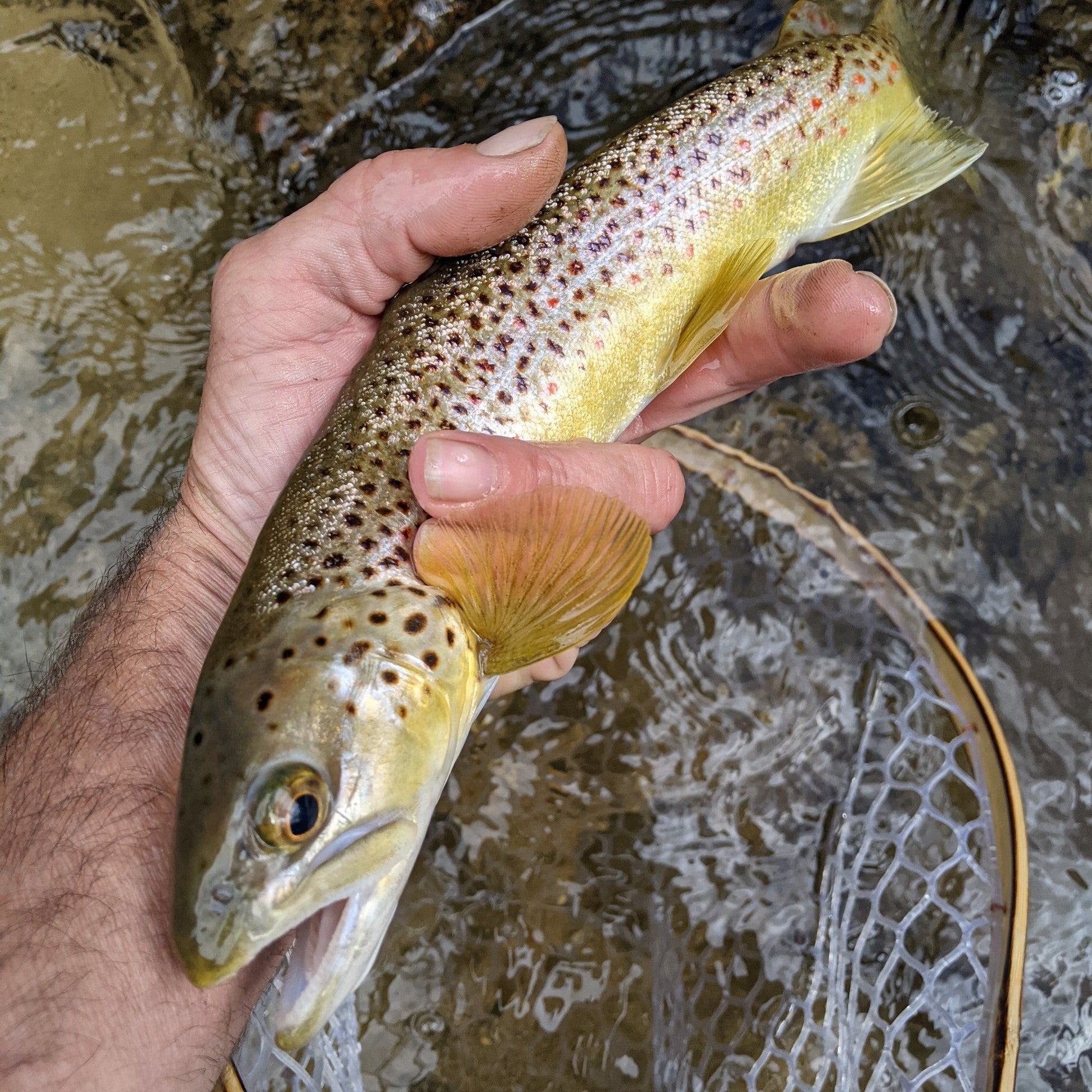 Pocket Water Wide