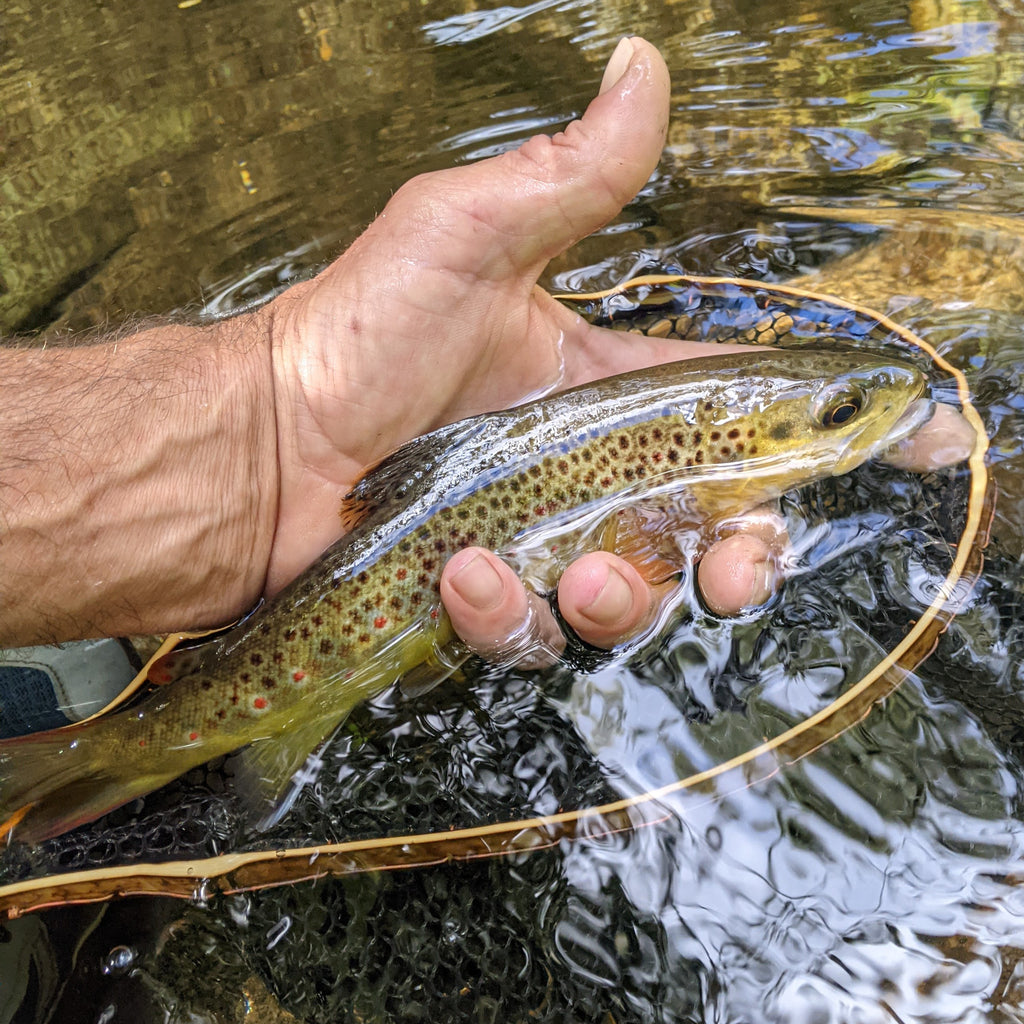 The Brookie