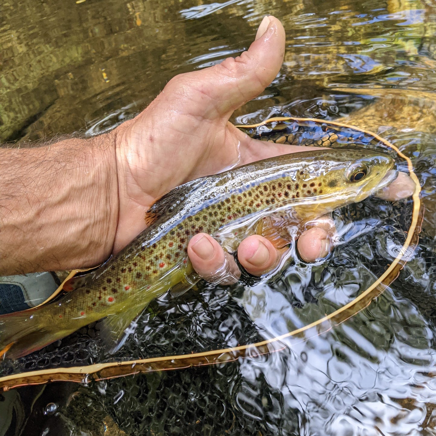 Brookie